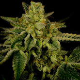 OG Kush Feminized Cannabis Plant